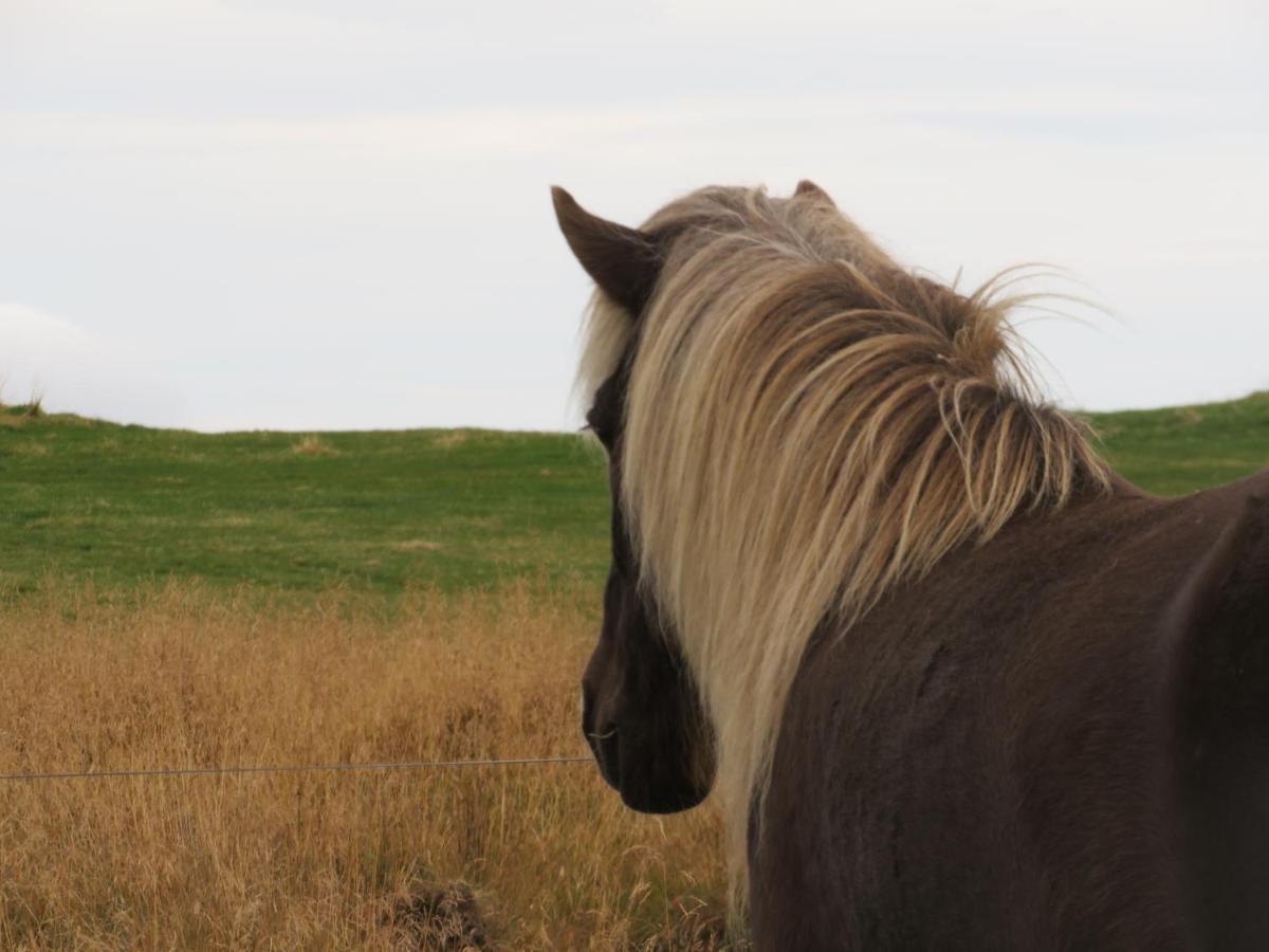 Husey Hostel & Horsefarm Еґільсстадір Екстер'єр фото