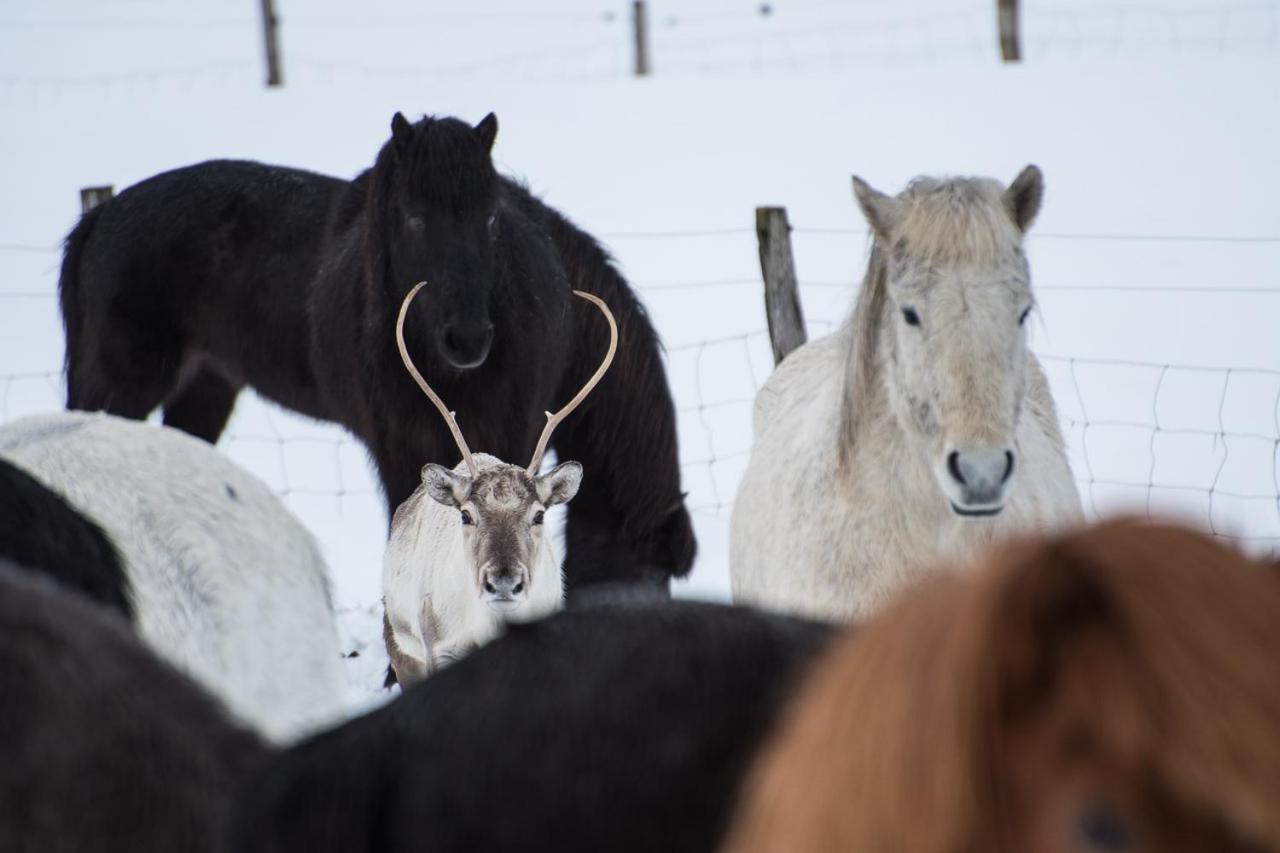 Husey Hostel & Horsefarm Еґільсстадір Екстер'єр фото